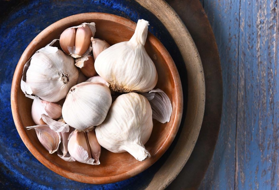 Garlic